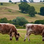 A clonagem animal saiu da ficção e virou negócio bilionário no agro 🇧🇷