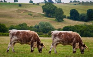 A clonagem animal saiu da ficção e virou negócio bilionário no agro 🇧🇷