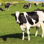 🏛️ Faesp leva ao governo propostas tributárias e institucionais diante do avanço das importações de lácteos.