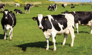 🏛️ Faesp leva ao governo propostas tributárias e institucionais diante do avanço das importações de lácteos.