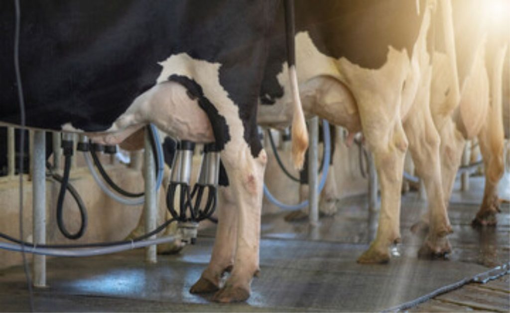 Com mais de 2 mil declarações, o Bônus Mais Leite amplia crédito e subvenção de até 25% ao produtor familiar 💵