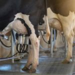 Com mais de 2 mil declarações, o Bônus Mais Leite amplia crédito e subvenção de até 25% ao produtor familiar 💵