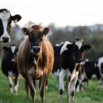 Produção crescente amplia a oferta global e indica um ciclo de margens mais apertadas antes da recuperação da demanda 🔄