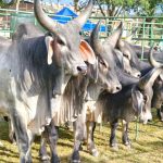 💼 Exportações avançam apesar do dólar e do tarifaço; leite perde volume e competitividade.