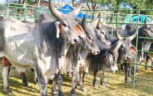 💼 Exportações avançam apesar do dólar e do tarifaço; leite perde volume e competitividade.