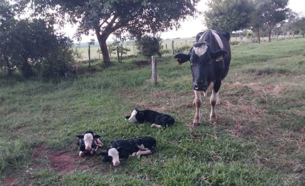 Caso incomum na pecuária resultou em duas fêmeas e um macho saudáveis após parto sem complicações 🐮Trigêmeos