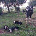 Caso incomum na pecuária resultou em duas fêmeas e um macho saudáveis após parto sem complicações 🐮Trigêmeos