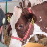 Setor leiteiro mobiliza produtores e alerta para êxodo rural e dependência externa. Manifesto