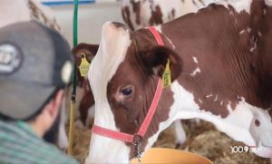 Setor leiteiro mobiliza produtores e alerta para êxodo rural e dependência externa. Manifesto