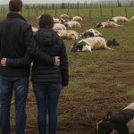 “A rotina mudou completamente”, conta a produtora, que hoje tenta reconstruir a produção 💬 Vaca