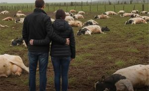 “A rotina mudou completamente”, conta a produtora, que hoje tenta reconstruir a produção 💬 Vaca