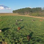 🐄 Modelo com 30 vacas pode gerar até R$ 23,8 mil por hectare ao ano apenas com leite.