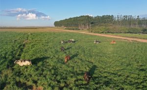 🐄 Modelo com 30 vacas pode gerar até R$ 23,8 mil por hectare ao ano apenas com leite.