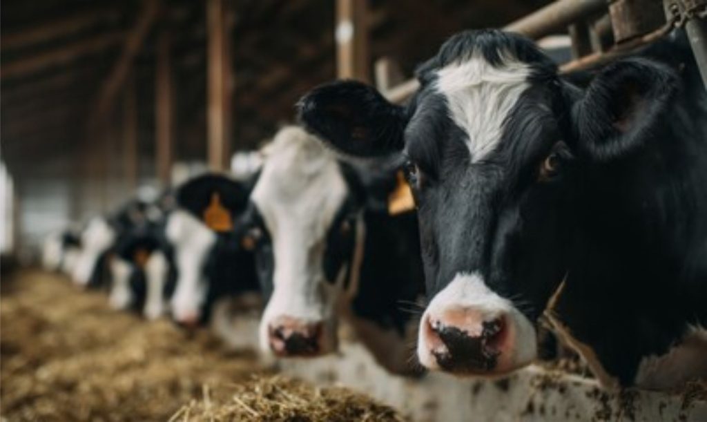 Mesmo com produção estável, a demanda irregular gera incerteza e volatilidade nos mercados globais de lácteos. 🌍