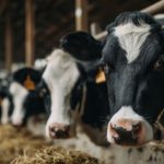 🥛 Produção estável, demanda frágil: tensão nos preços lácteos globais 1 Mesmo com produção estável, a demanda irregular gera incerteza e volatilidade nos mercados globais de lácteos. 🌍