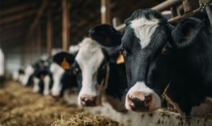 Mesmo com produção estável, a demanda irregular gera incerteza e volatilidade nos mercados globais de lácteos. 🌍