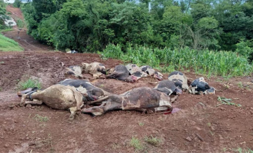 Investigação sobre intoxicação aponta falha na absorção de compostos e reforça atenção ao manejo de esterco e pastagens 🔎