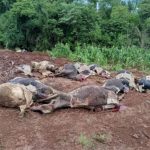 Investigação sobre intoxicação aponta falha na absorção de compostos e reforça atenção ao manejo de esterco e pastagens 🔎