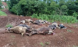 Investigação sobre intoxicação aponta falha na absorção de compostos e reforça atenção ao manejo de esterco e pastagens 🔎