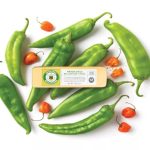 Inovação no queijo: Sartori adiciona Hatch chile à receita 🔥 Sabor suave com toque picante: nova versão do BellaVitano chega para ampliar experiências no consumo de queijo.