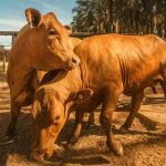 🌡️ O Gene Slick permite que vacas e bois enfrentem altas temperaturas sem perder desempenho produtivo no campo.