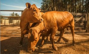 🌡️ O Gene Slick permite que vacas e bois enfrentem altas temperaturas sem perder desempenho produtivo no campo.