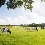 Leite cresce 95,4% na integração C.Vale–Frimesa 1 Produção de leite quase dobra com expansão no PR e MS e média de 22 litros por vaca ao dia 🐄