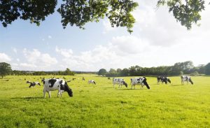 Produção de leite quase dobra com expansão no PR e MS e média de 22 litros por vaca ao dia 🐄