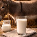 Com produção mínima e alto valor nutricional, o leite de jumenta surge como nicho premium no agro brasileiro 💰