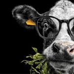 Estudo sensorial revela que o que a vaca come pode deixar o leite mais doce ou mais ácido 🧪 Sabor