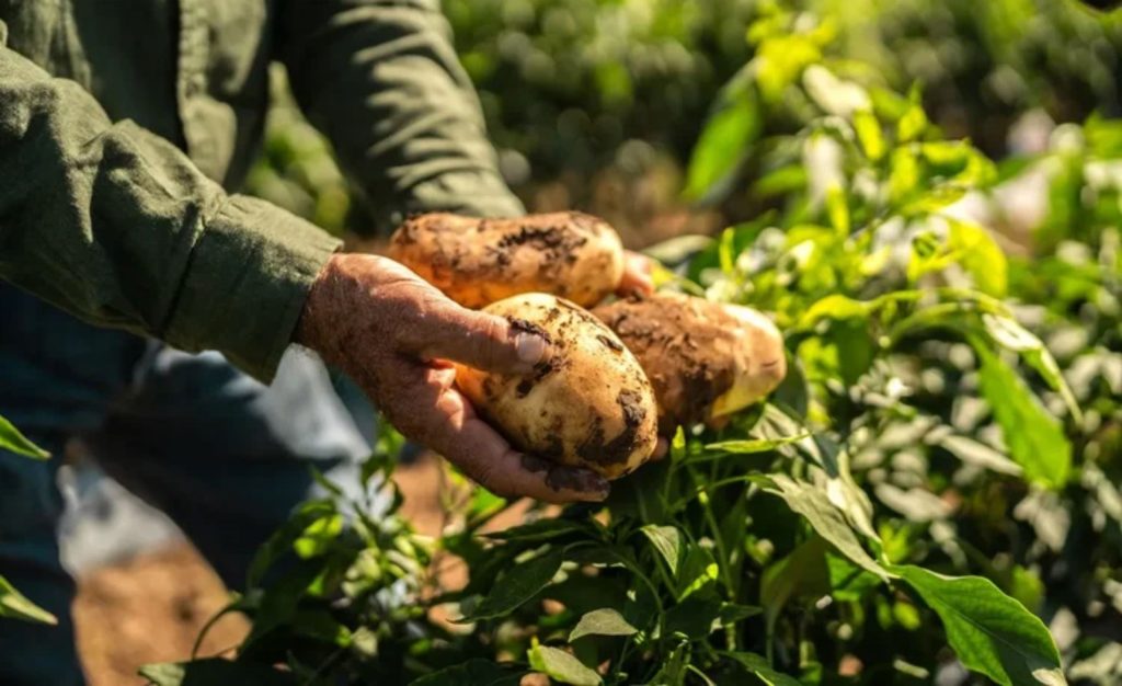 Multinacionais veem no solo saudável uma forma de reduzir riscos climáticos e garantir abastecimento. Regenerativa