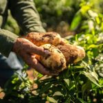 Multinacionais veem no solo saudável uma forma de reduzir riscos climáticos e garantir abastecimento. Regenerativa