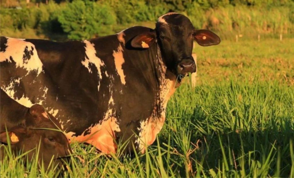 Girolando une produtividade e inclusão social, enfrentando desafios do mercado 🥛