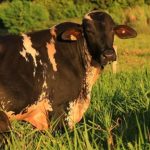 Girolando alcança 2,5 milhões de registros e lidera mercado 2 Girolando une produtividade e inclusão social, enfrentando desafios do mercado 🥛