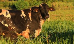 Girolando une produtividade e inclusão social, enfrentando desafios do mercado 🥛