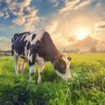 🐄 Crescimento do leite no Brasil cobra planejamento e controle de custos