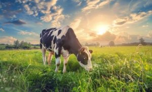 🐄 Crescimento do leite no Brasil cobra planejamento e controle de custos