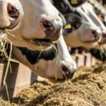 União do setor mira sanção presidencial e fortalecimento do Programa Mais Leite Saudável 🚜 Aliança láctea