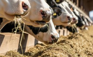 União do setor mira sanção presidencial e fortalecimento do Programa Mais Leite Saudável 🚜 Aliança láctea