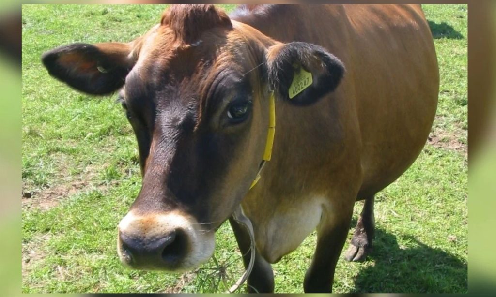 Resultados em vida produtiva e prenhez reforçam valor econômico do rebanho Jersey da cooperativa no Brasil.