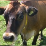 Resultados em vida produtiva e prenhez reforçam valor econômico do rebanho Jersey da cooperativa no Brasil.