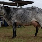 MS aposta em Centro de Excelência do Leite para a cadeia 🔬 Centro de Excelência amplia formação e agrega valor ao leite