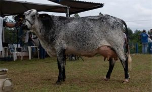 🔬 Centro de Excelência amplia formação e agrega valor ao leite