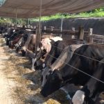 ES tenta reverter retração no leite com 103 indicadores 📊 ⚙️ Diante da retração e da concorrência, Estado estrutura resposta com foco em produtividade, custos e padronização técnica. Leite