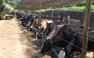 ⚙️ Diante da retração e da concorrência, Estado estrutura resposta com foco em produtividade, custos e padronização técnica. Leite