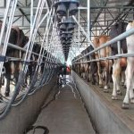 🥛 Crescimento de volume convive com queda no número de fornecedores e avanço da produtividade