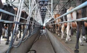 🥛 Crescimento de volume convive com queda no número de fornecedores e avanço da produtividade