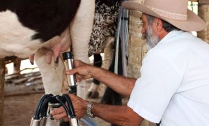 ⚖️ Margem estreita limita investimentos e desafia a sustentabilidade produtiva em SP