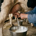 Leilões no Triângulo Mineiro expõem saída antecipada de matrizes ⚠️ Produtores liquidam vacas produtivas diante de custos e margens comprimidas. Leilões