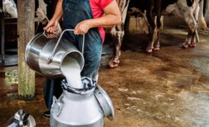 PL do leite. Regulamentação aprovada reforça proteção ao leite e pressiona por alinhamento da cadeia 🧾